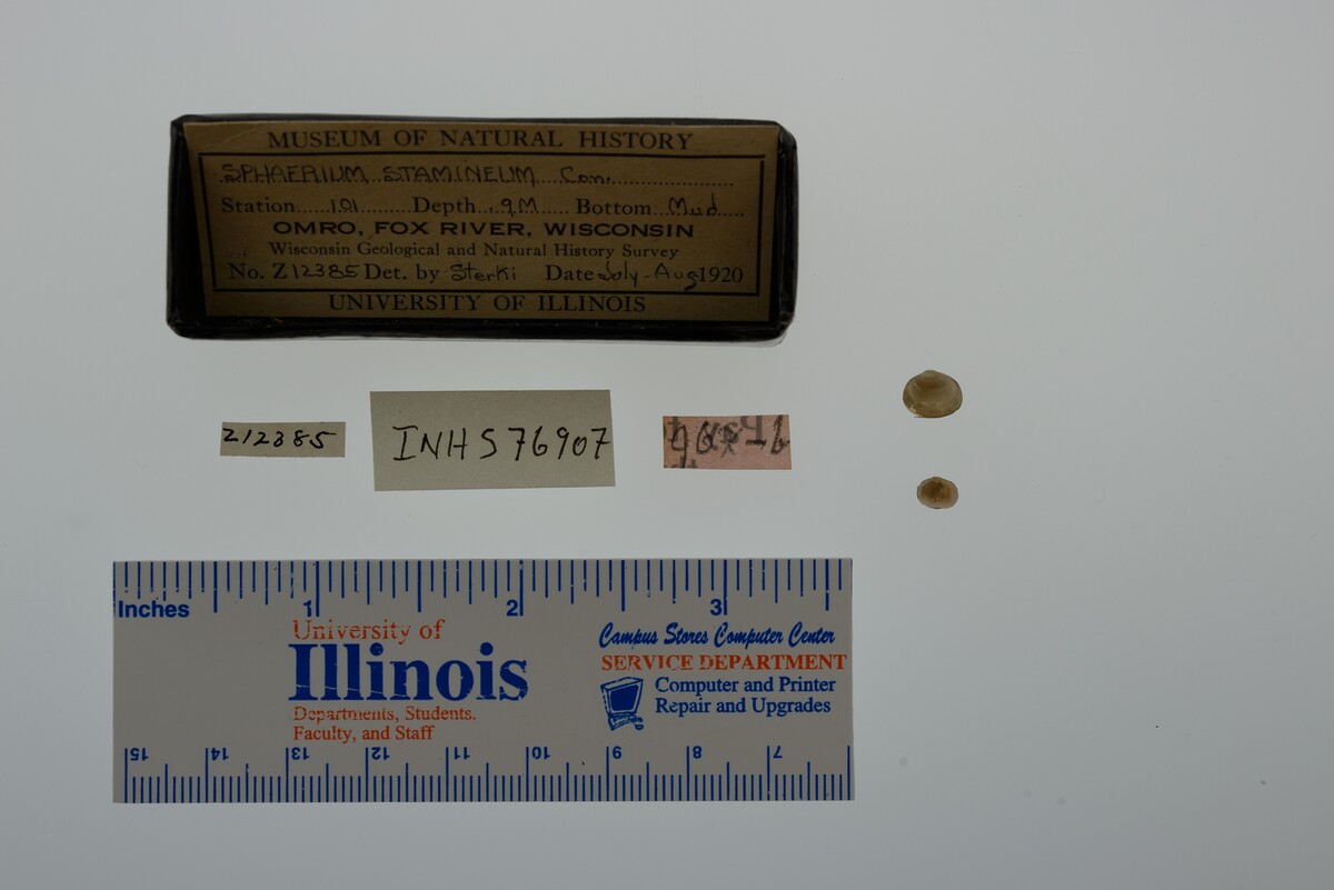 Sphaerium striatinum image