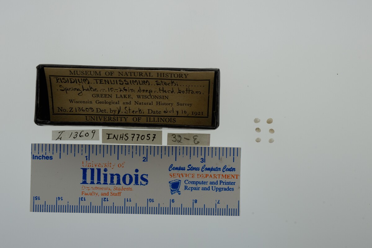 Pisidium nitidum image