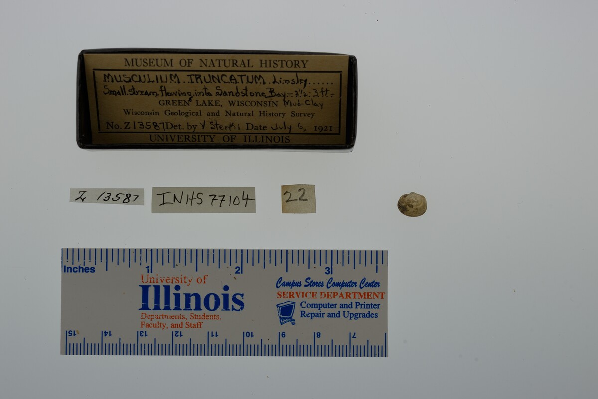 Musculium partumeium image