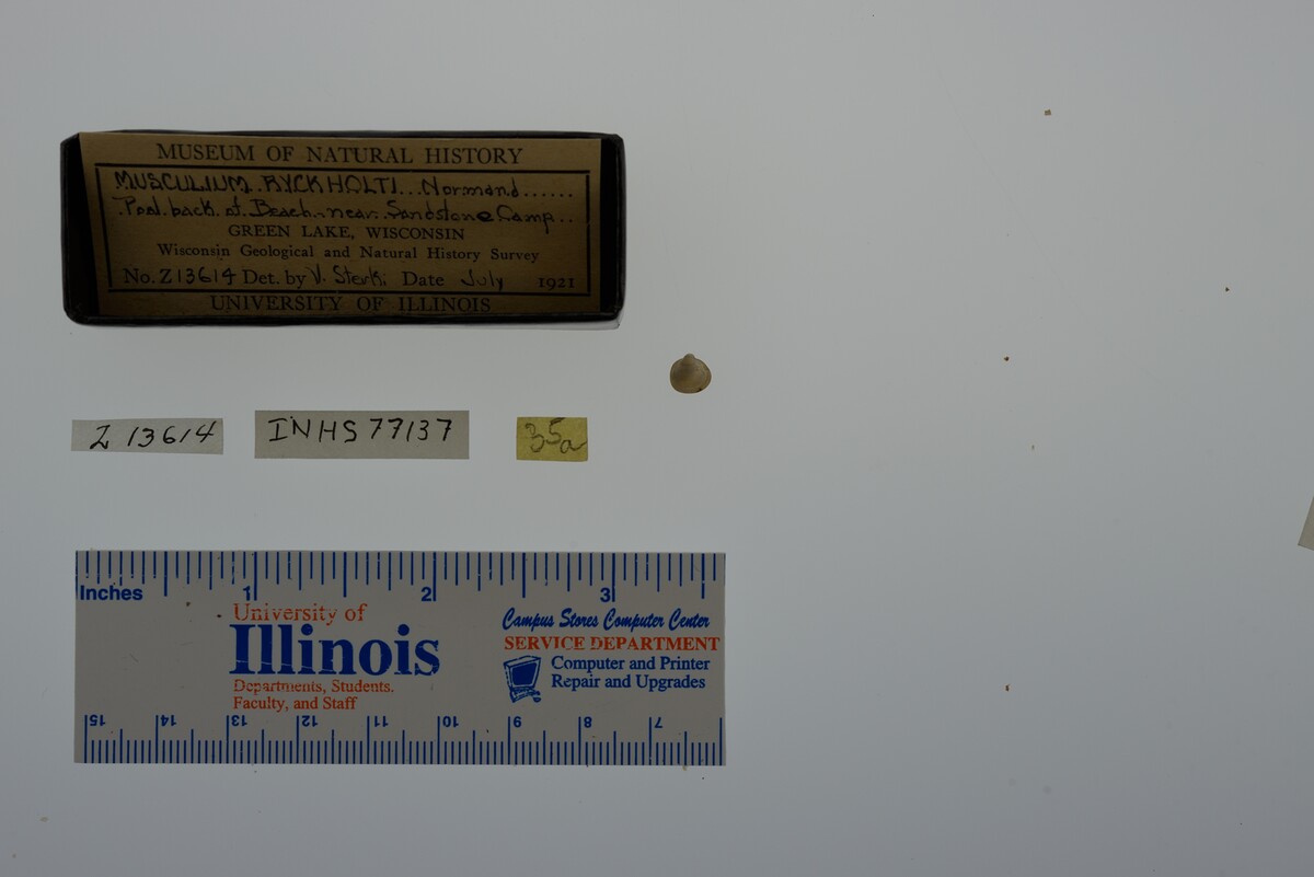 Musculium lacustre image