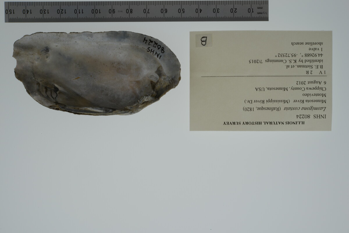 Lasmigona costata image