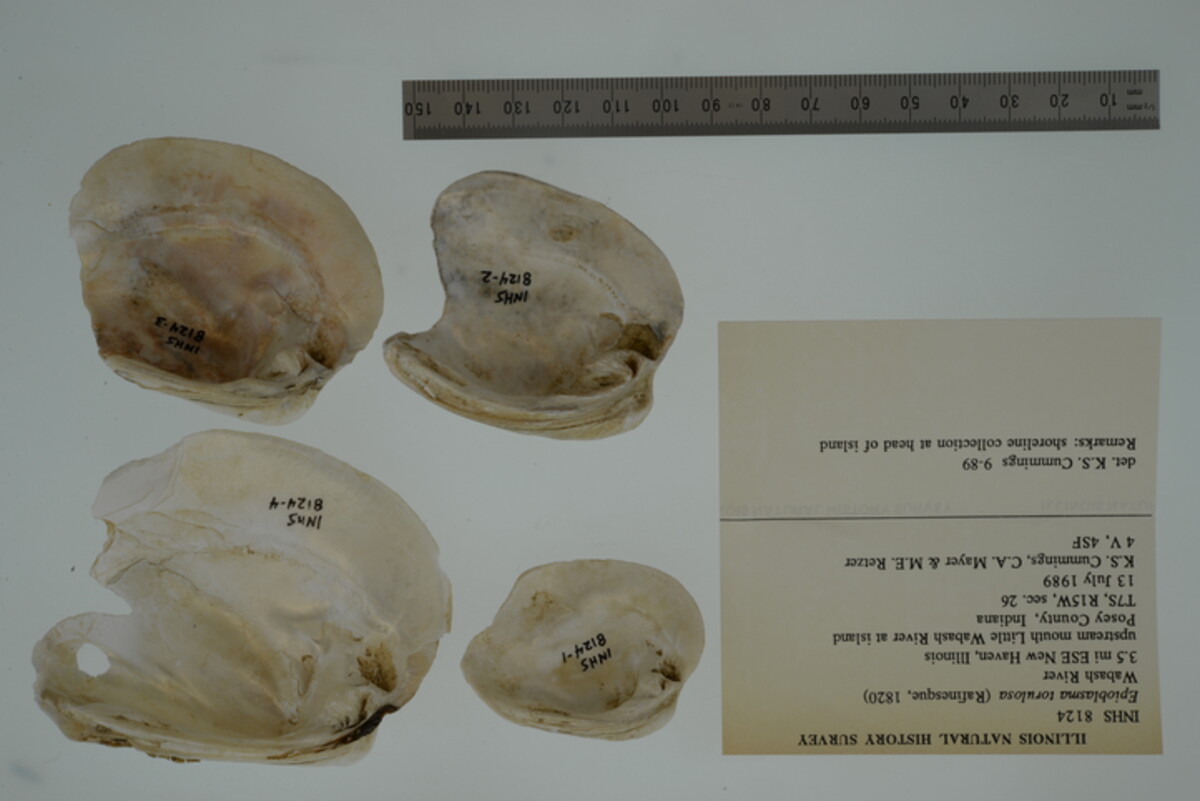 Epioblasma torulosa image