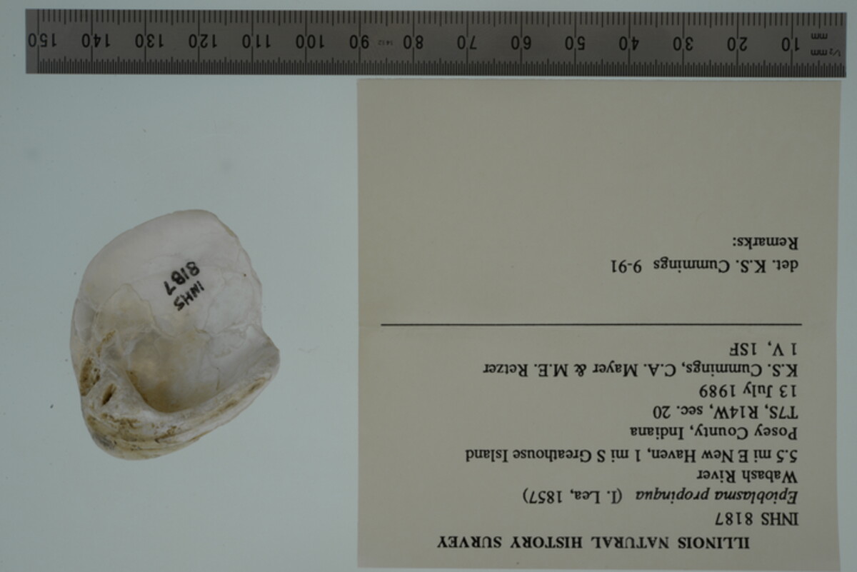 Epioblasma image