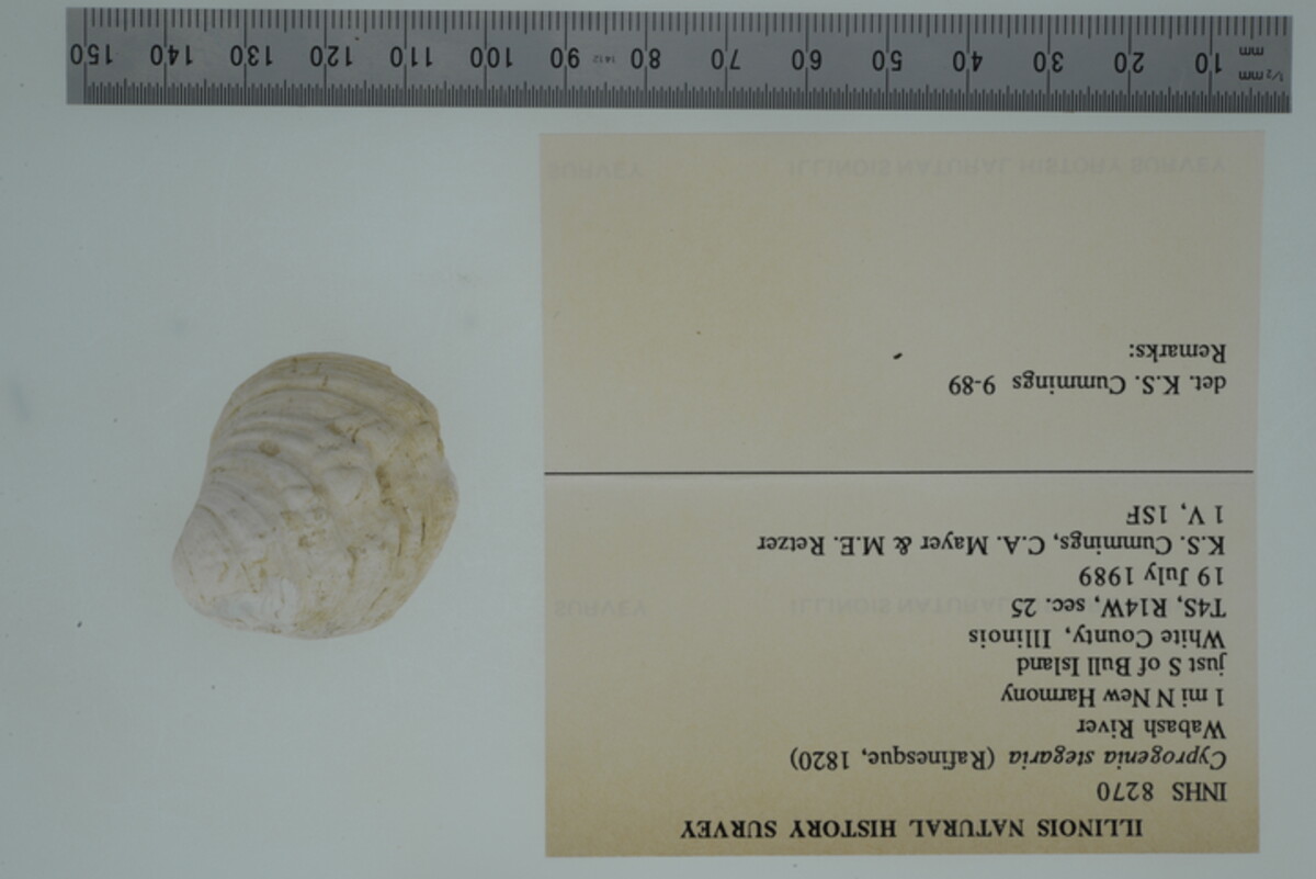 Cyprogenia stegaria image