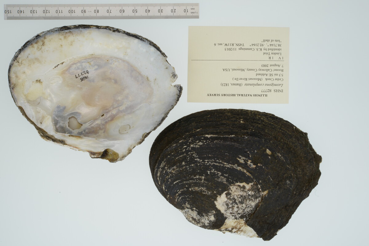Lasmigona complanata image
