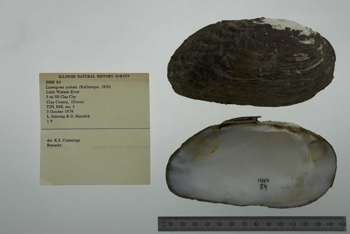 Lasmigona costata image