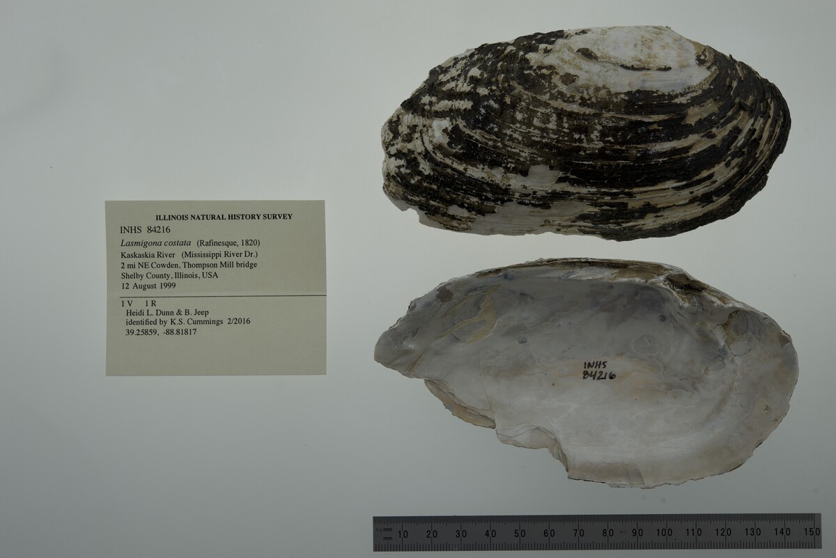 Lasmigona costata image
