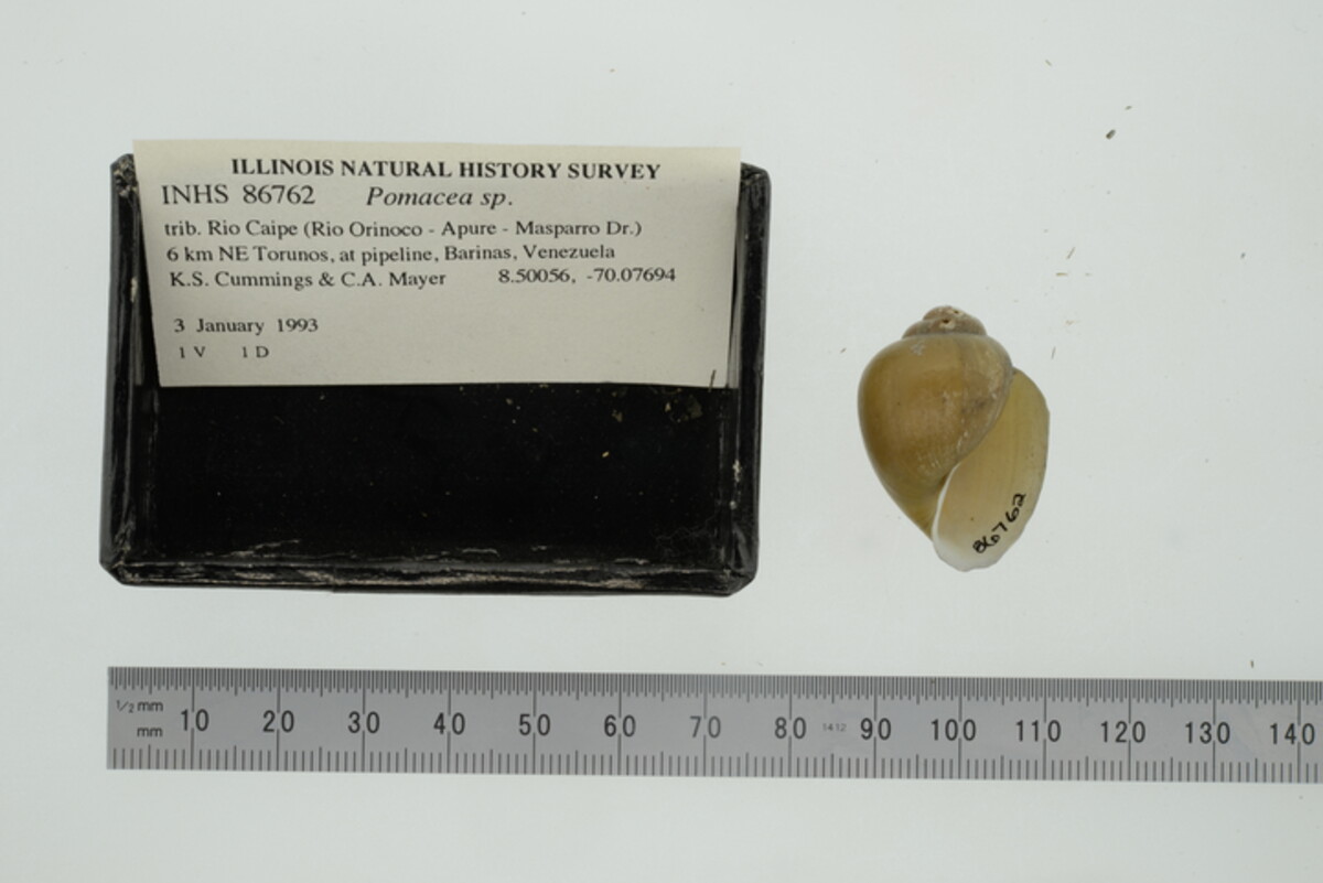 Ampullariidae image