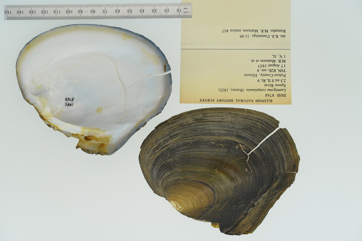 Lasmigona complanata image