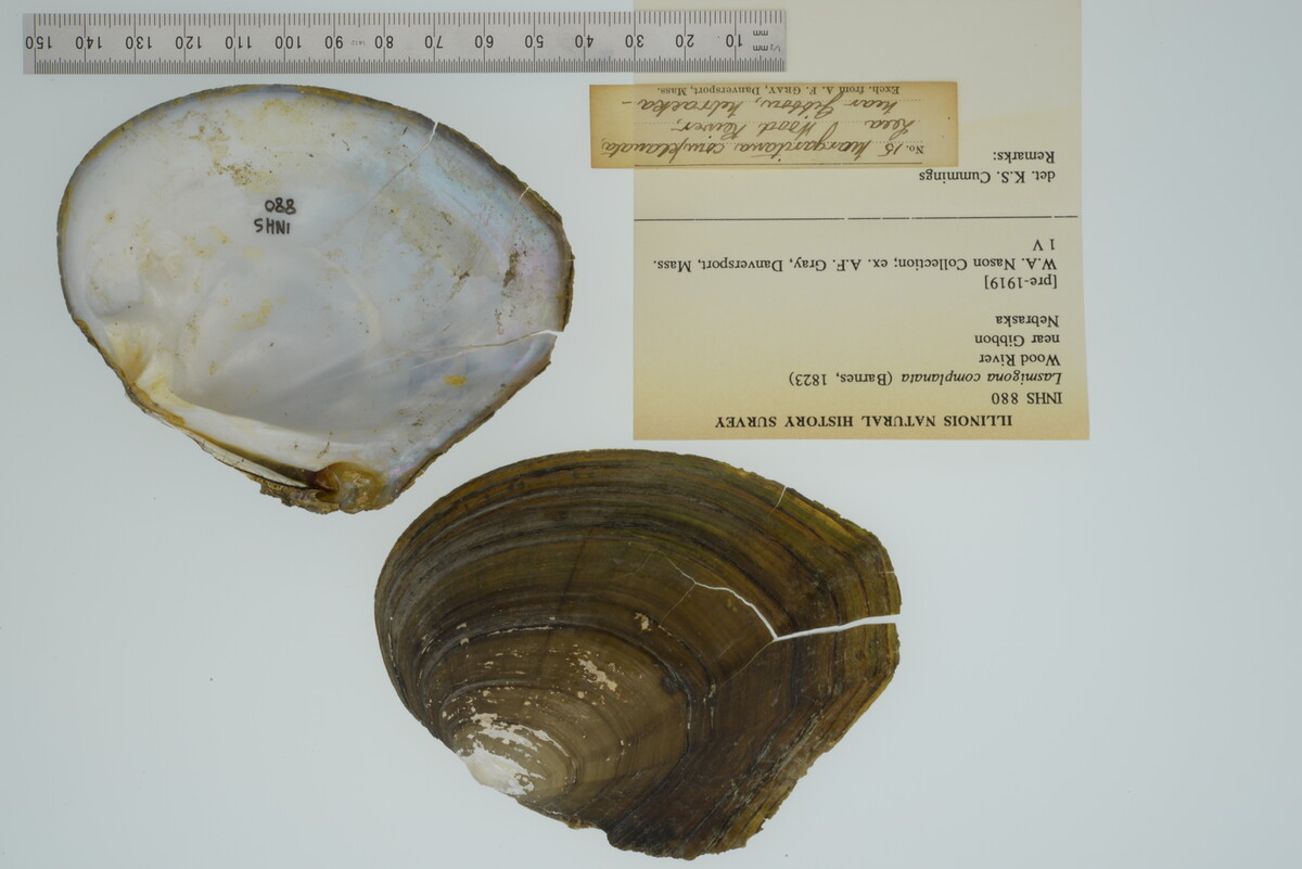 Lasmigona complanata image