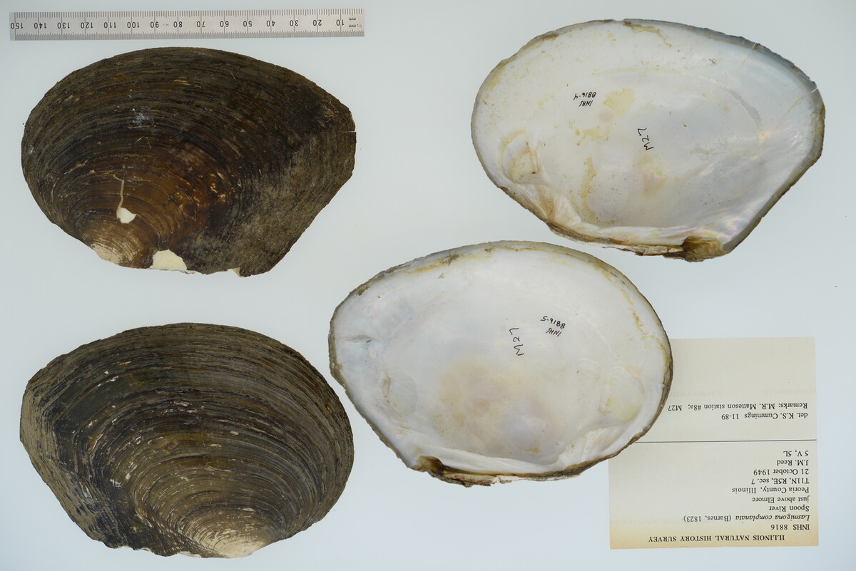 Lasmigona complanata image