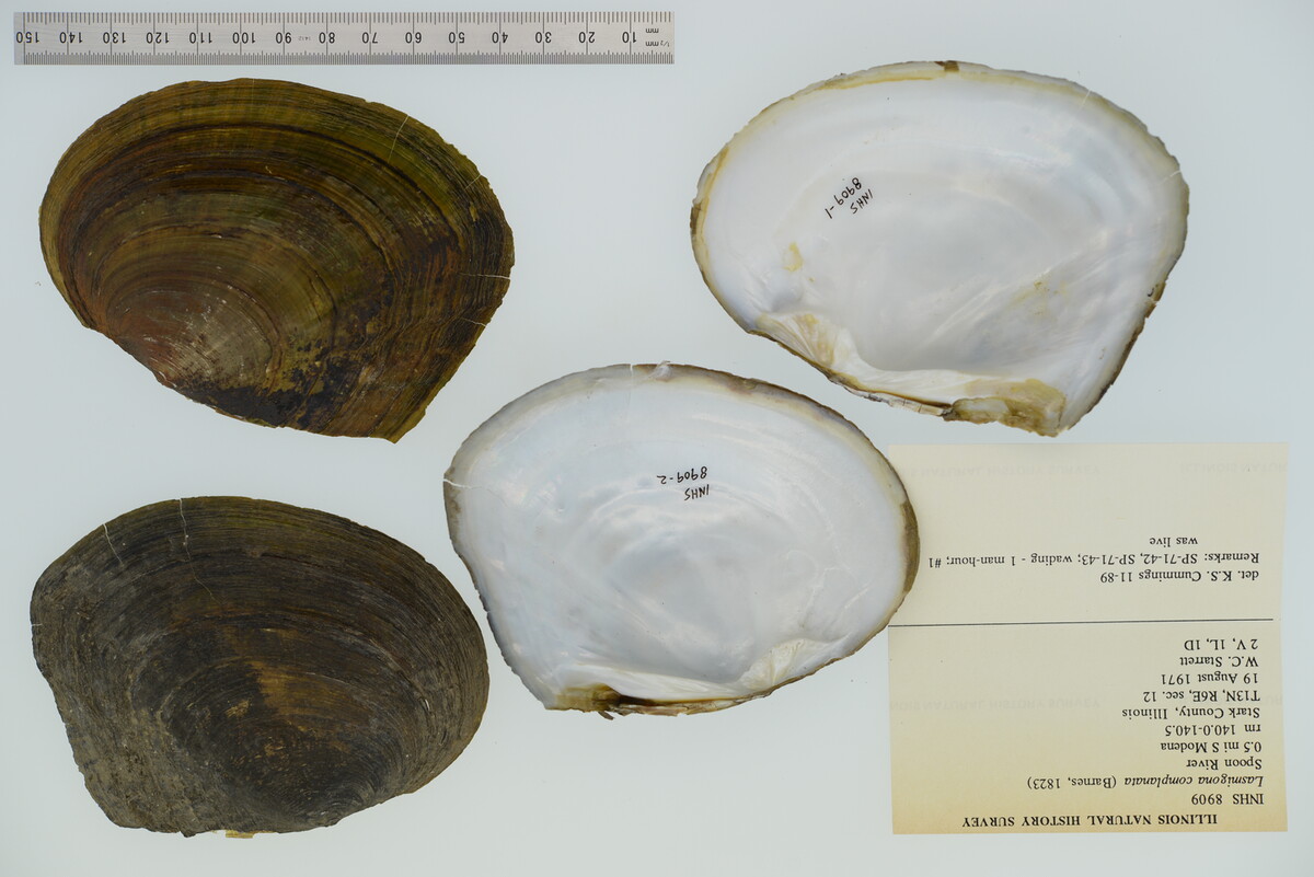 Lasmigona complanata image