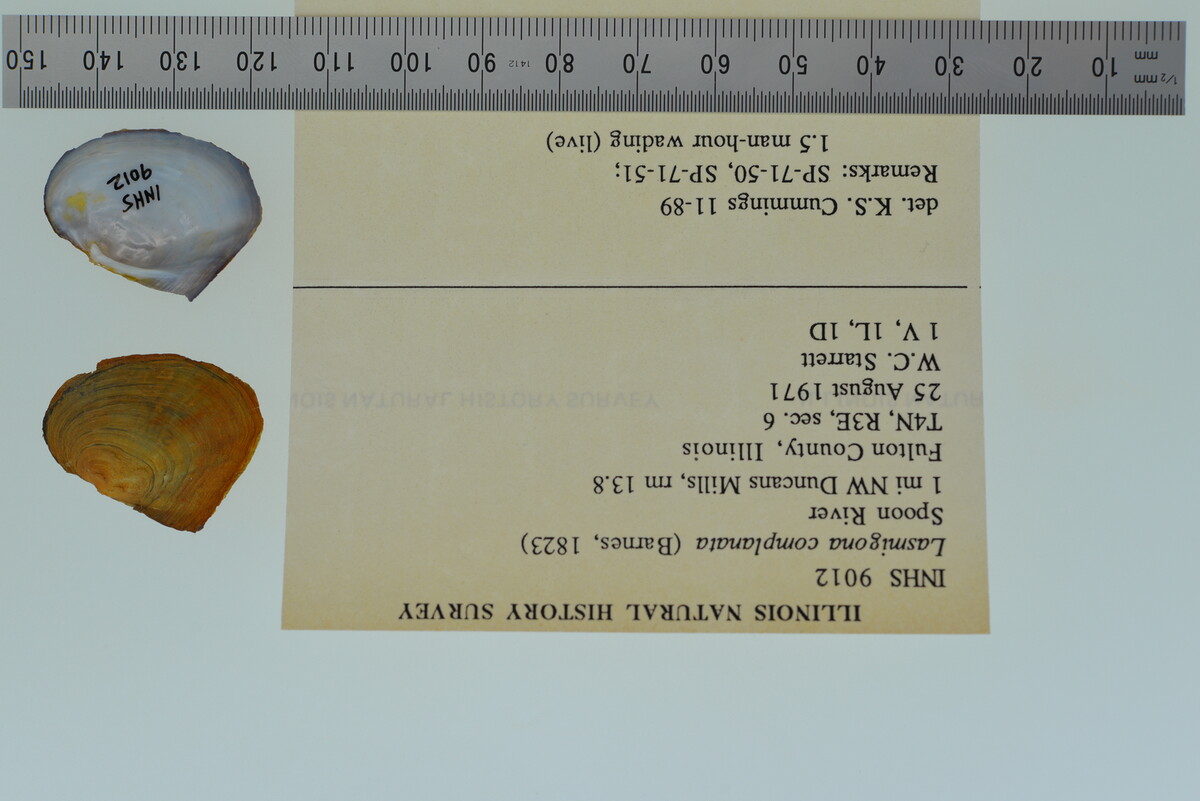 Lasmigona complanata image