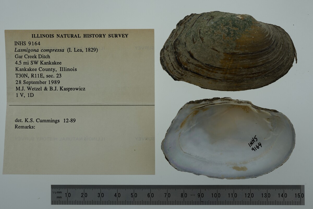 Lasmigona compressa image