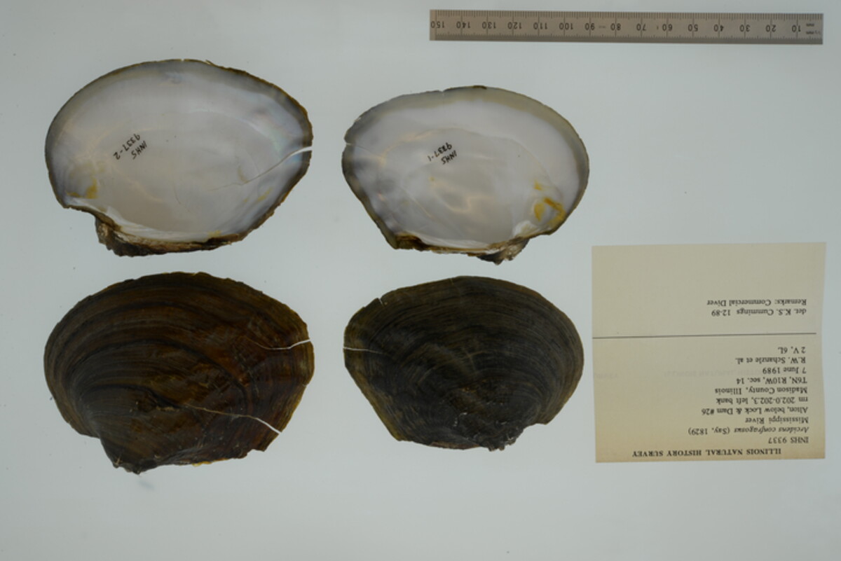 Arcidens confragosus image