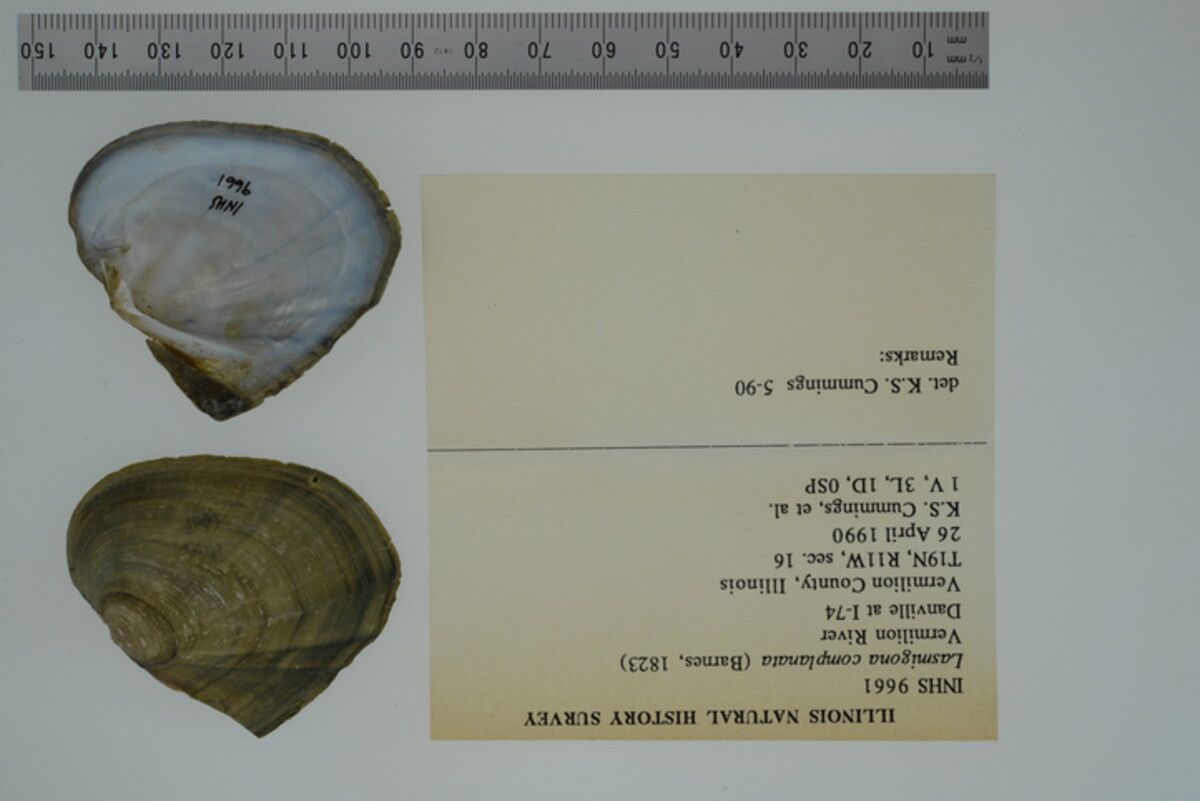 Lasmigona complanata image