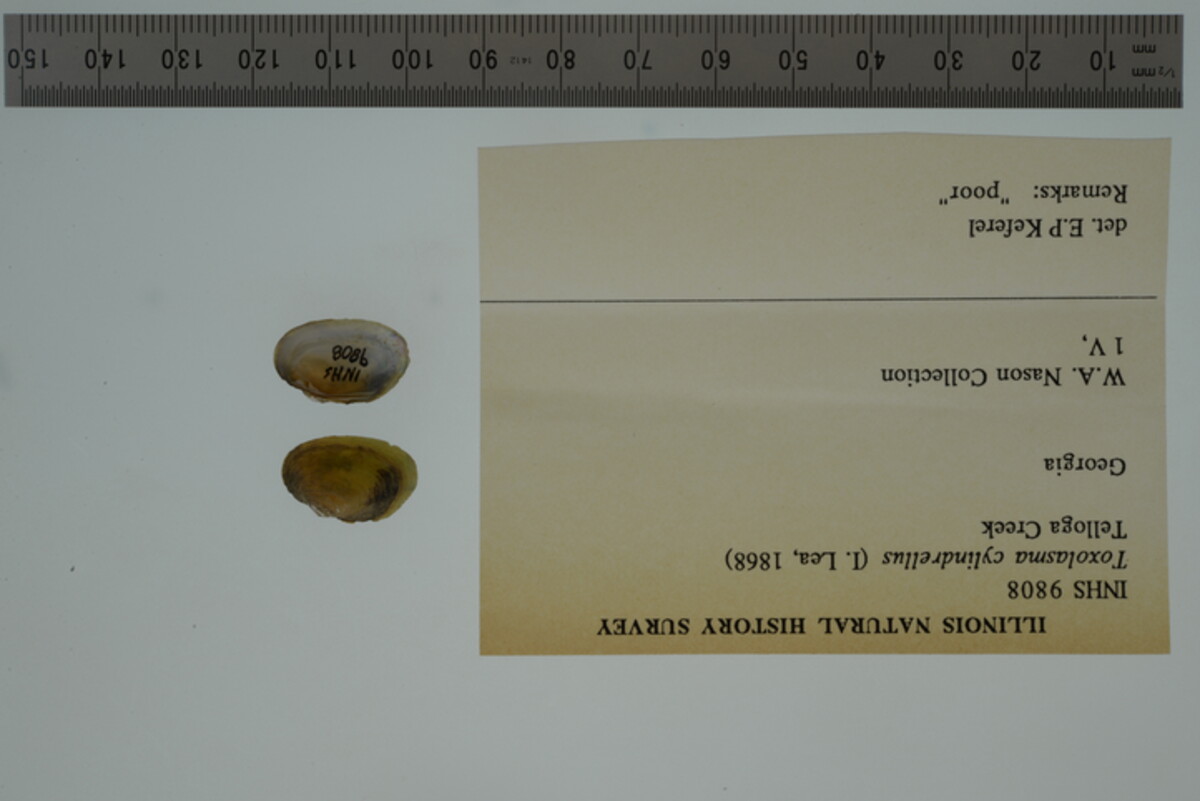 Toxolasma cylindrellus image