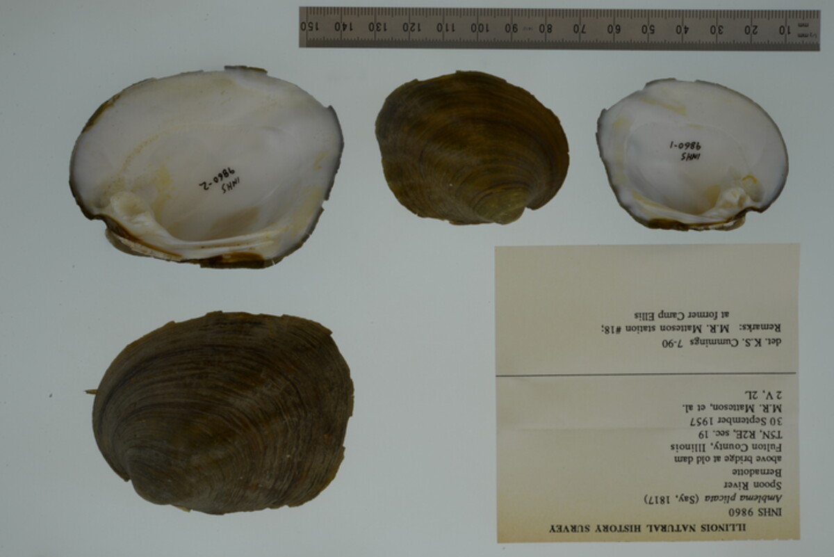 Amblema plicata image