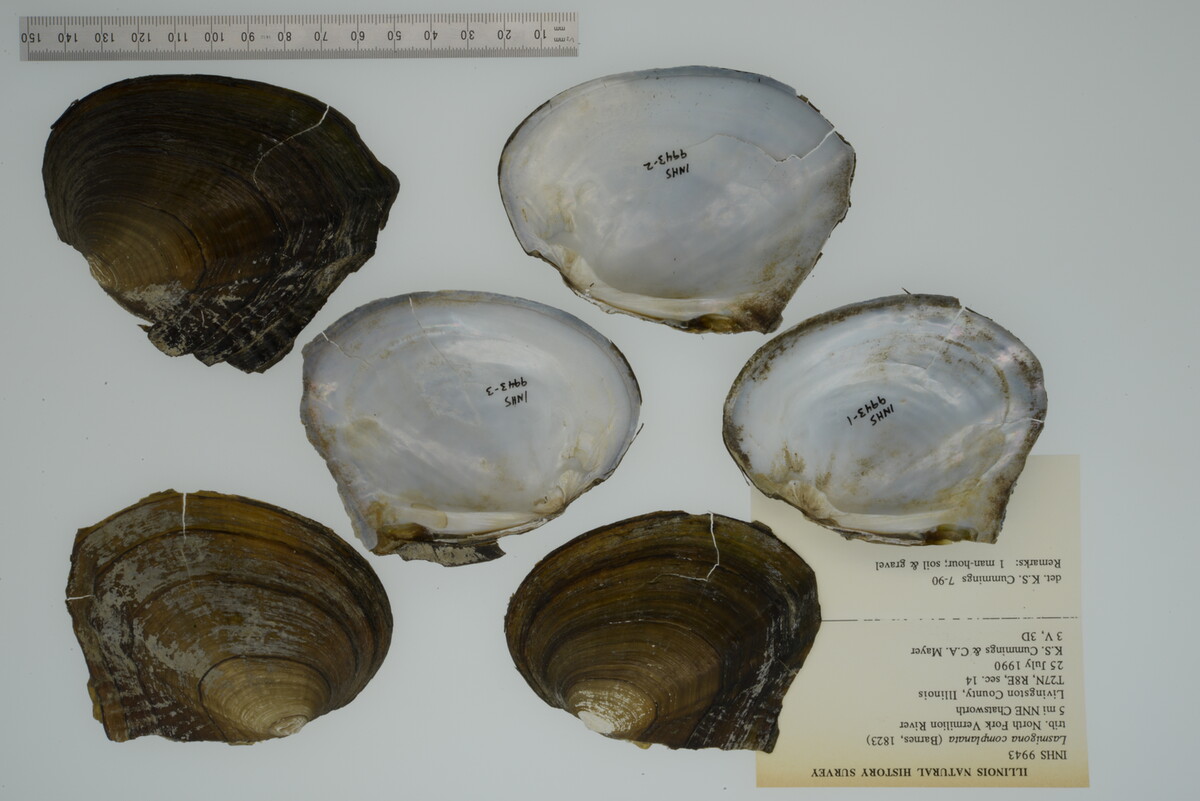 Lasmigona complanata image