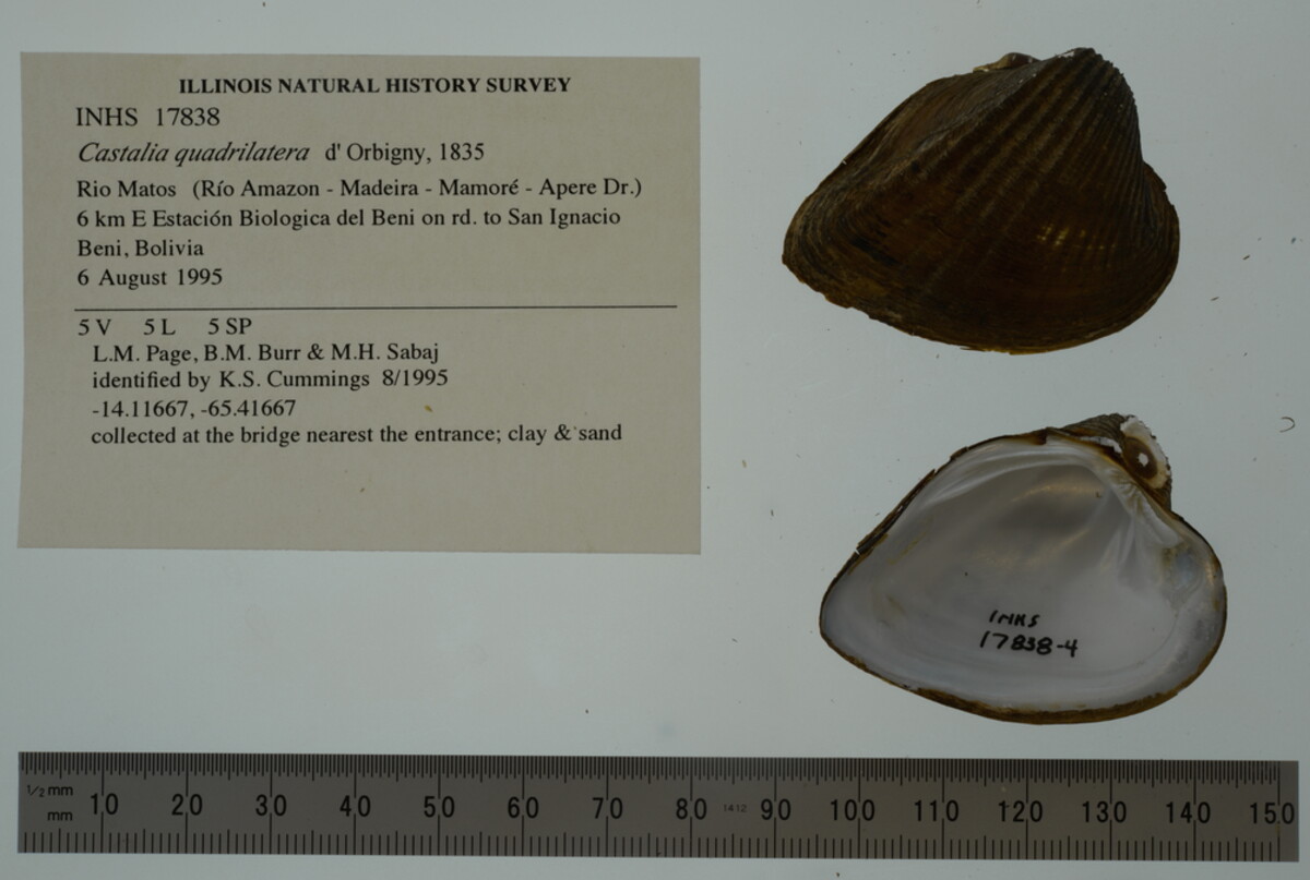 Castalia ambigua image