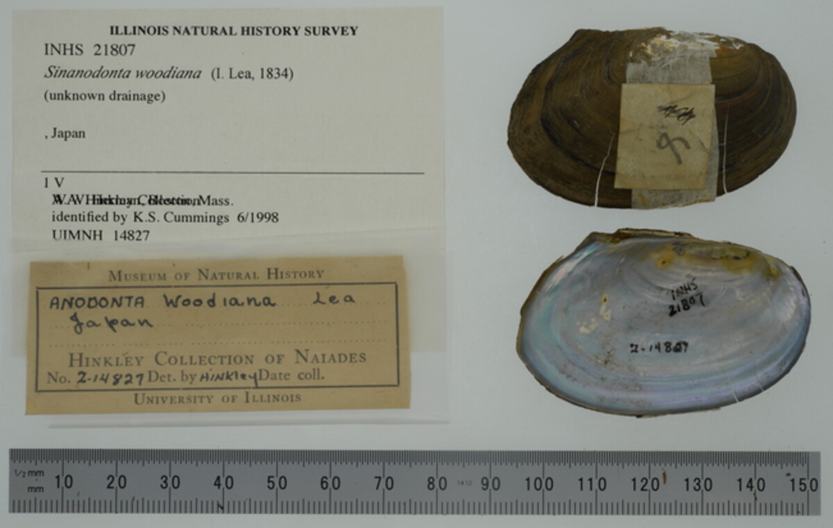 Sinanodonta woodiana image