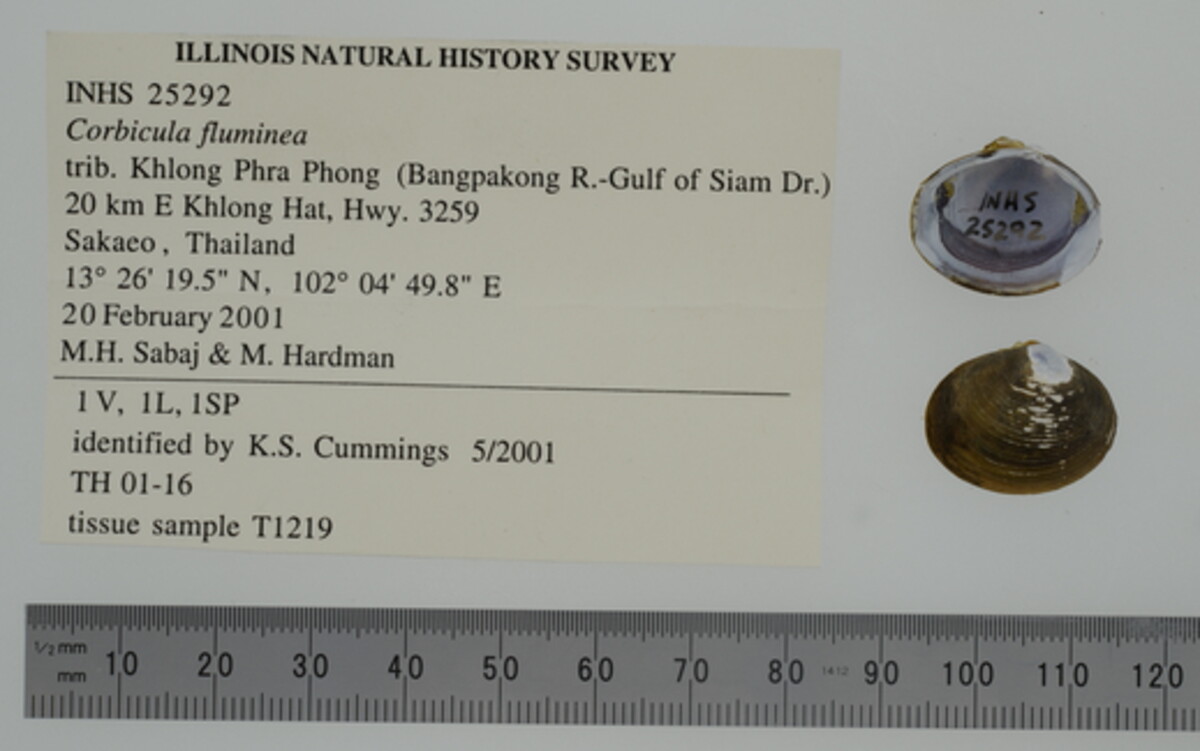 Corbicula largillierti image