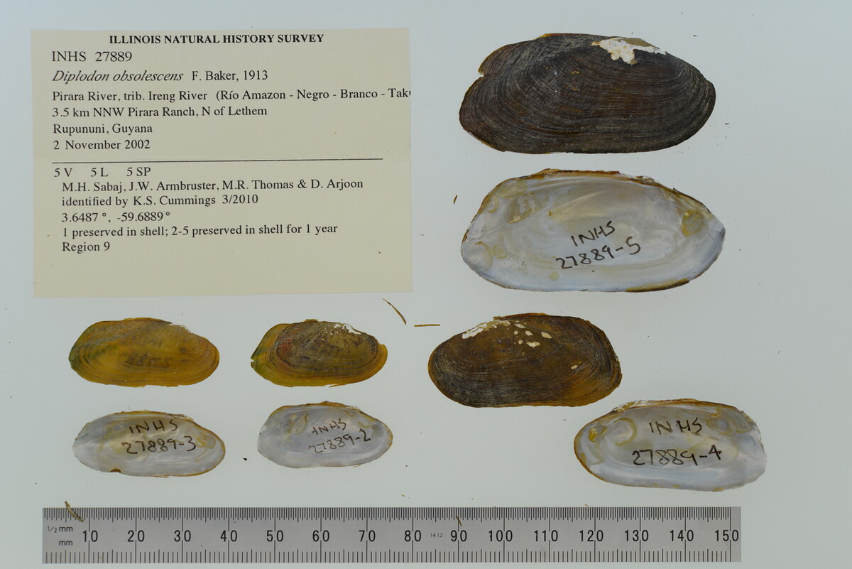 Diplodon obsolescens image