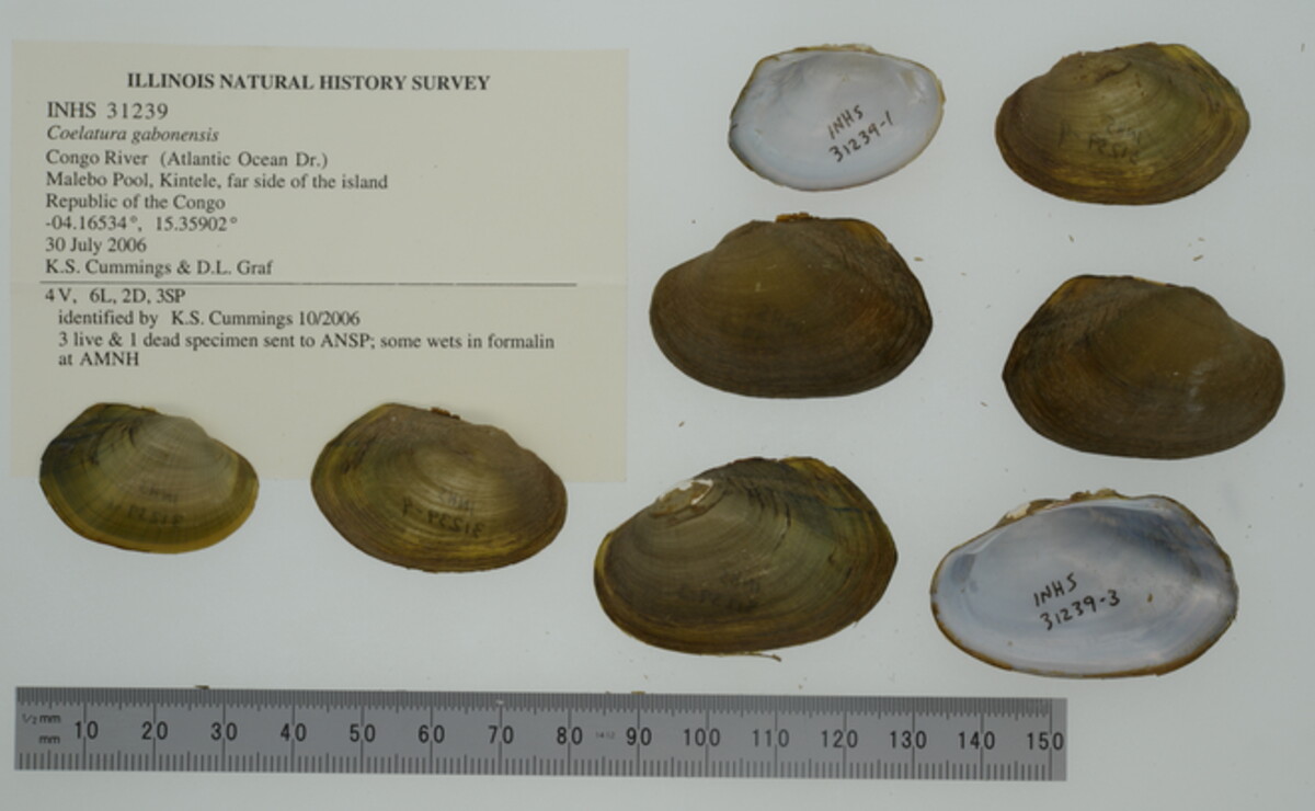 Coelatura gabonensis image