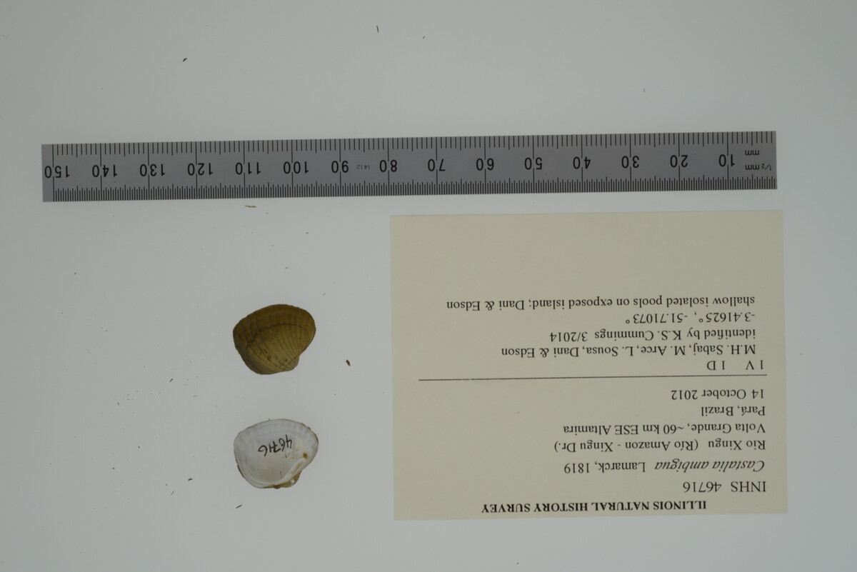 Castalia ambigua image