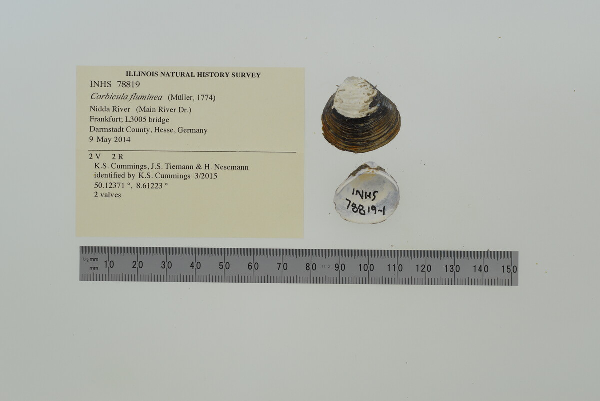 Corbicula fluminea image