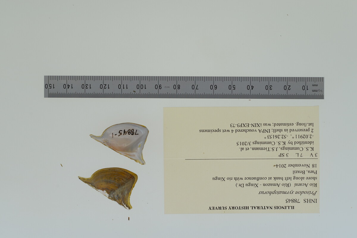 Prisodon syrmatophorus image