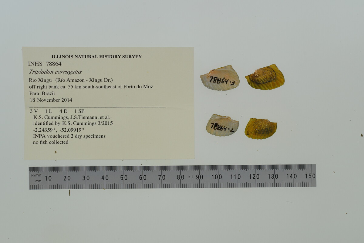 Triplodon corrugatus image