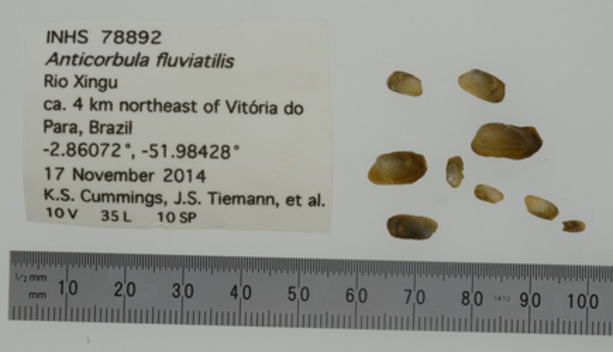 Corbulidae image