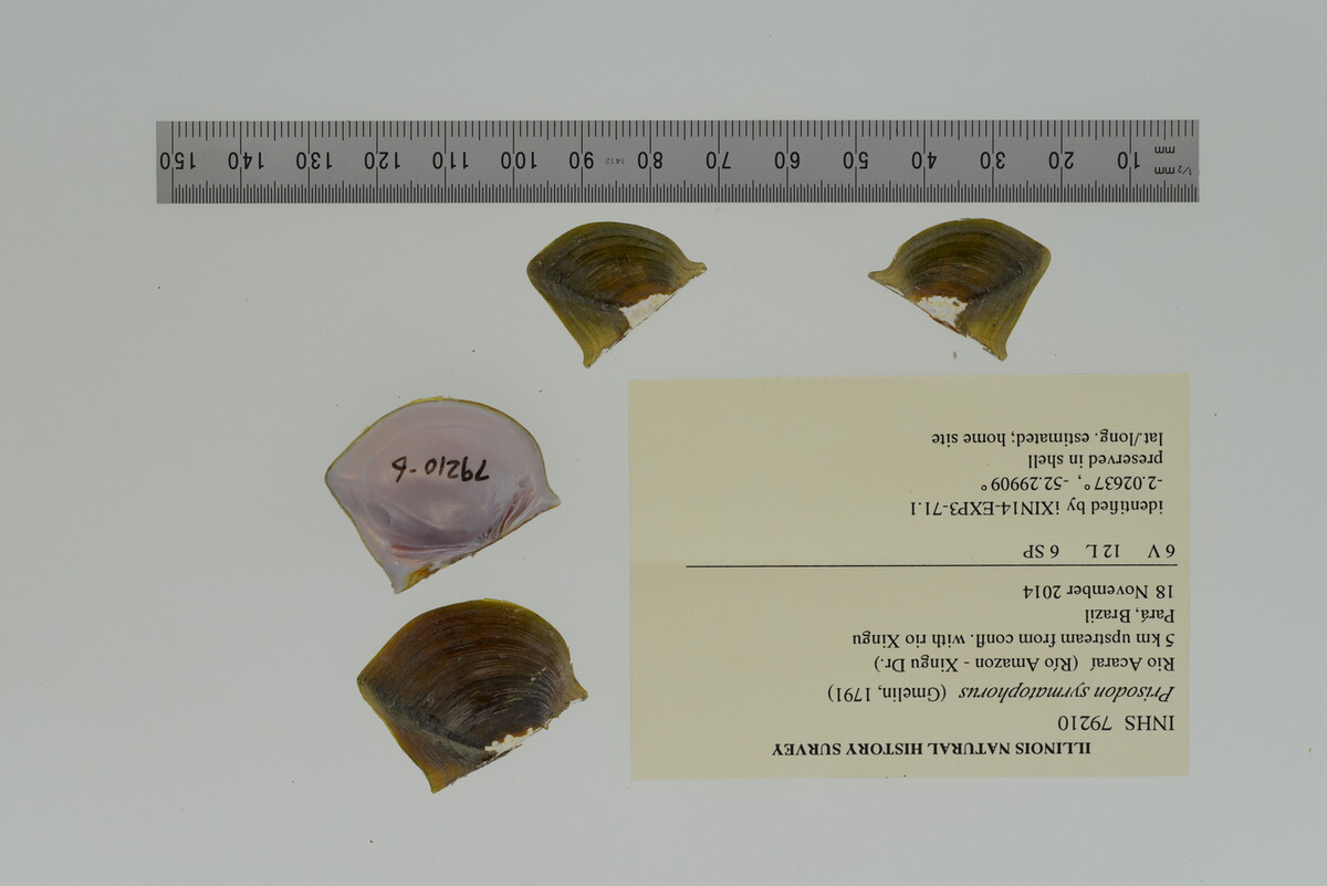 Prisodon image