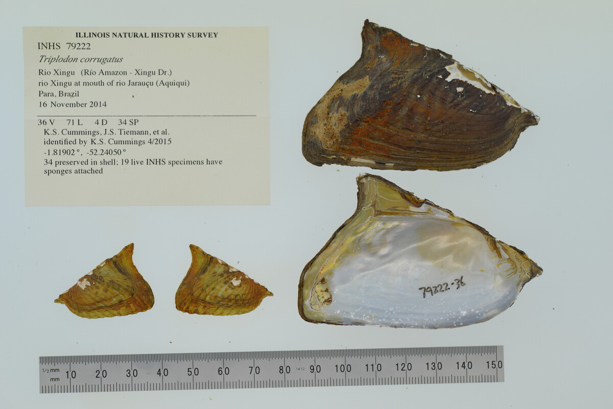 Triplodon corrugatus image