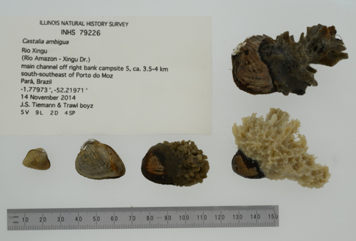 Castalia ambigua image