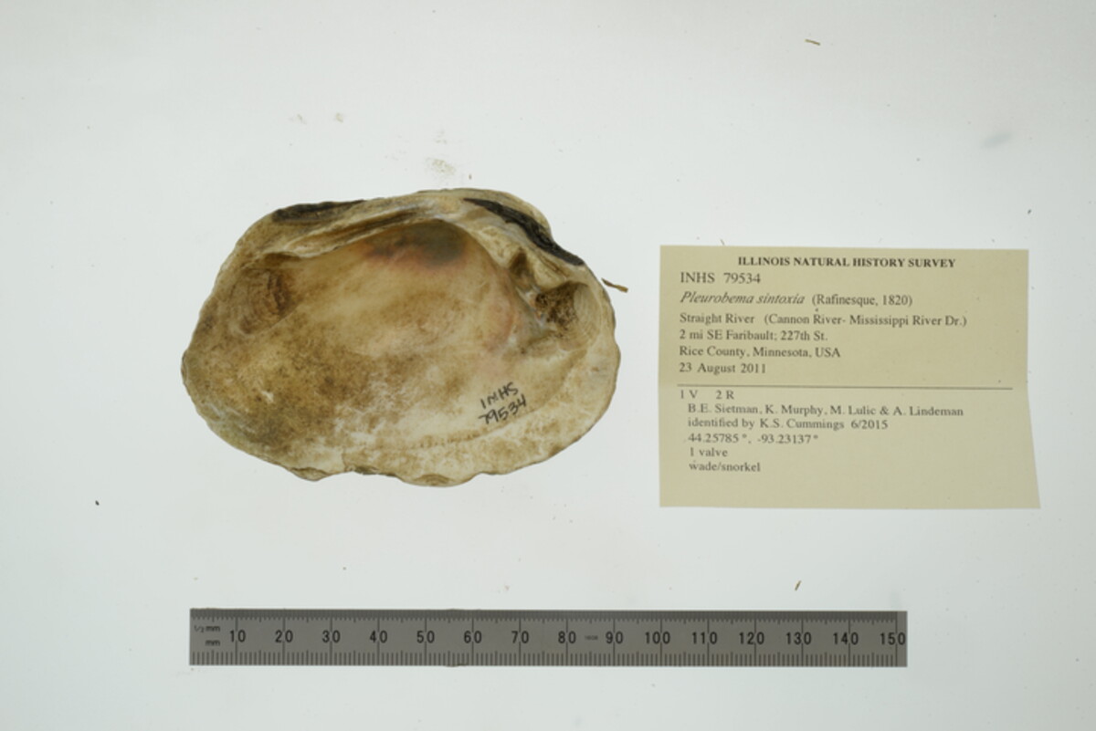 Pleurobema image