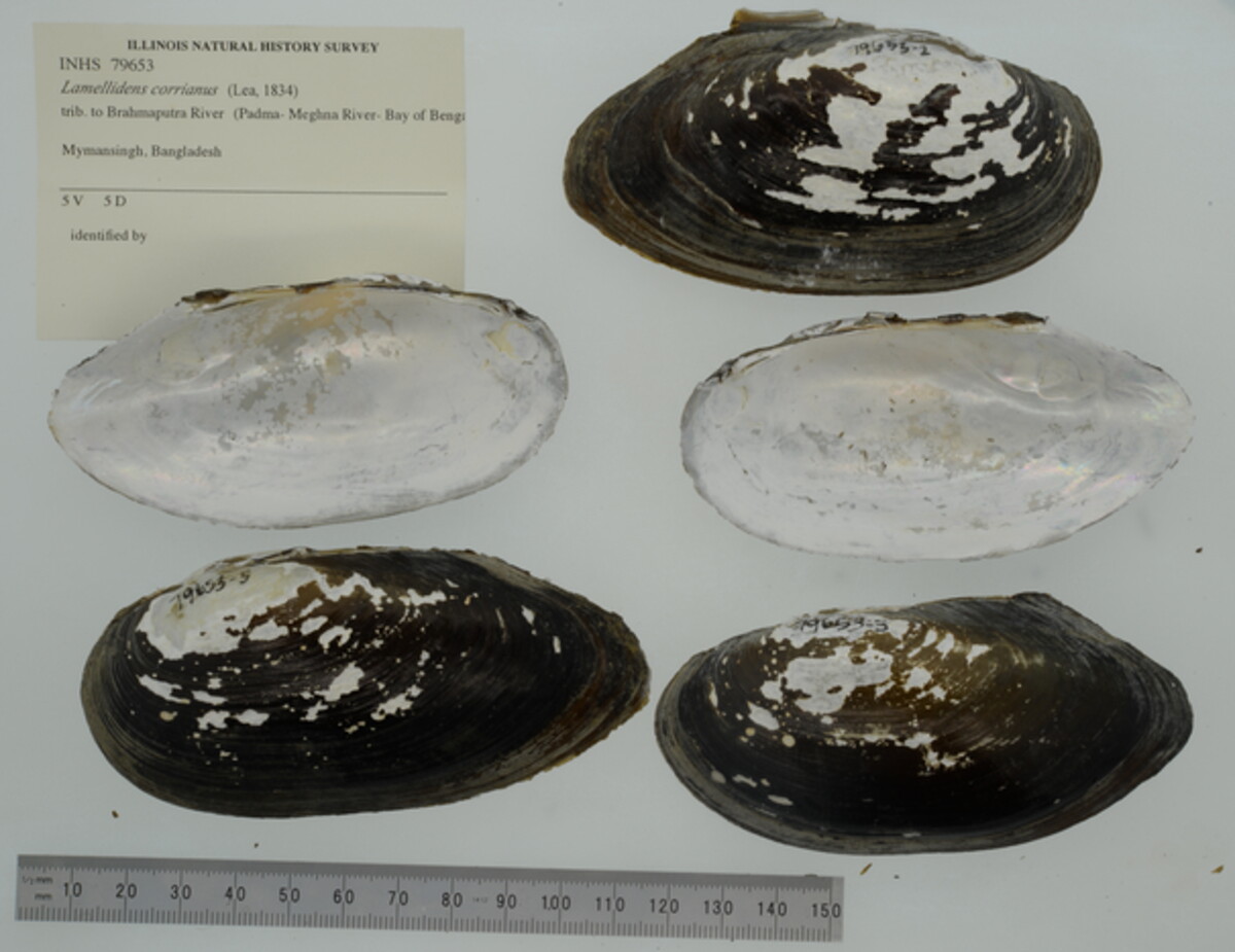 Lamellidentini image