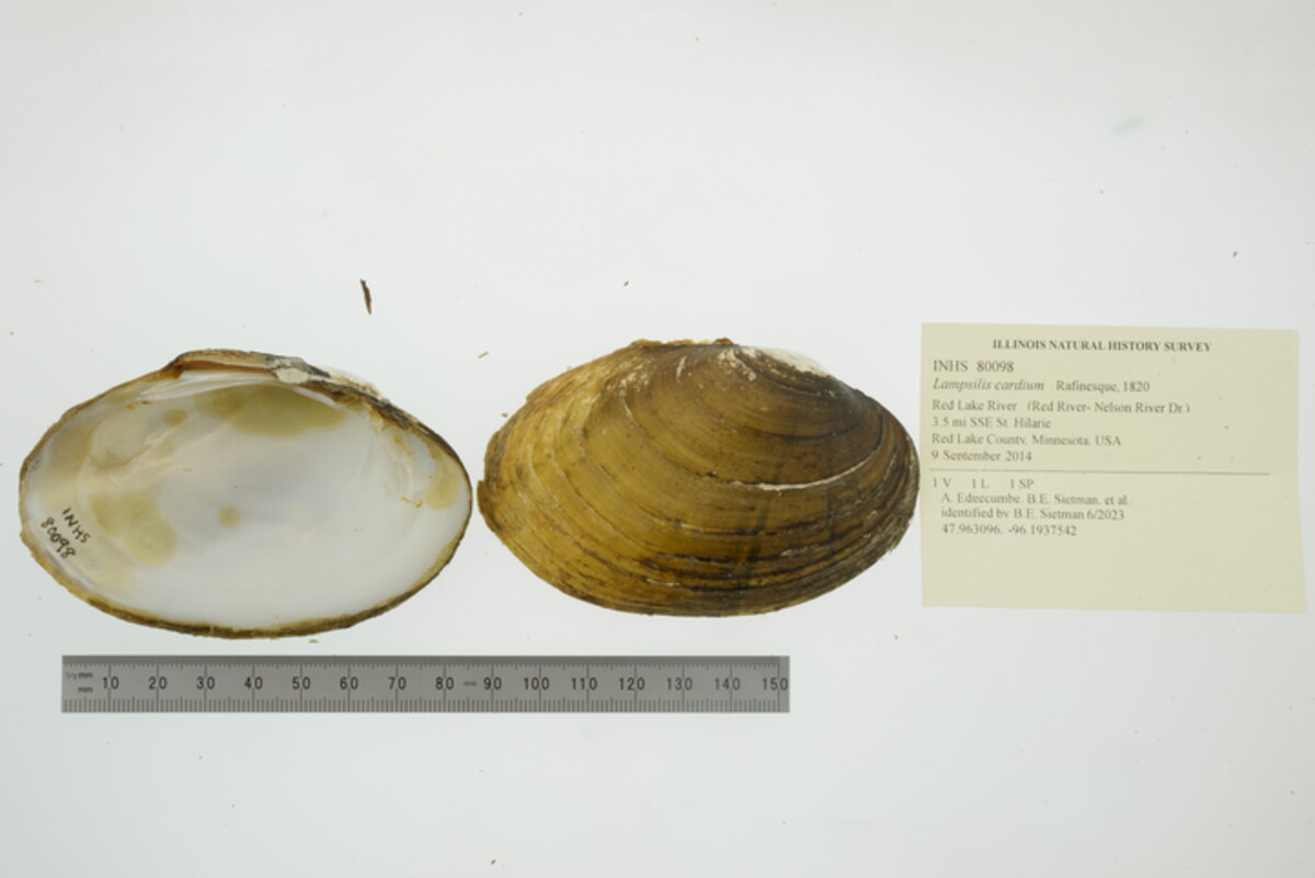 Lampsilis cardium image