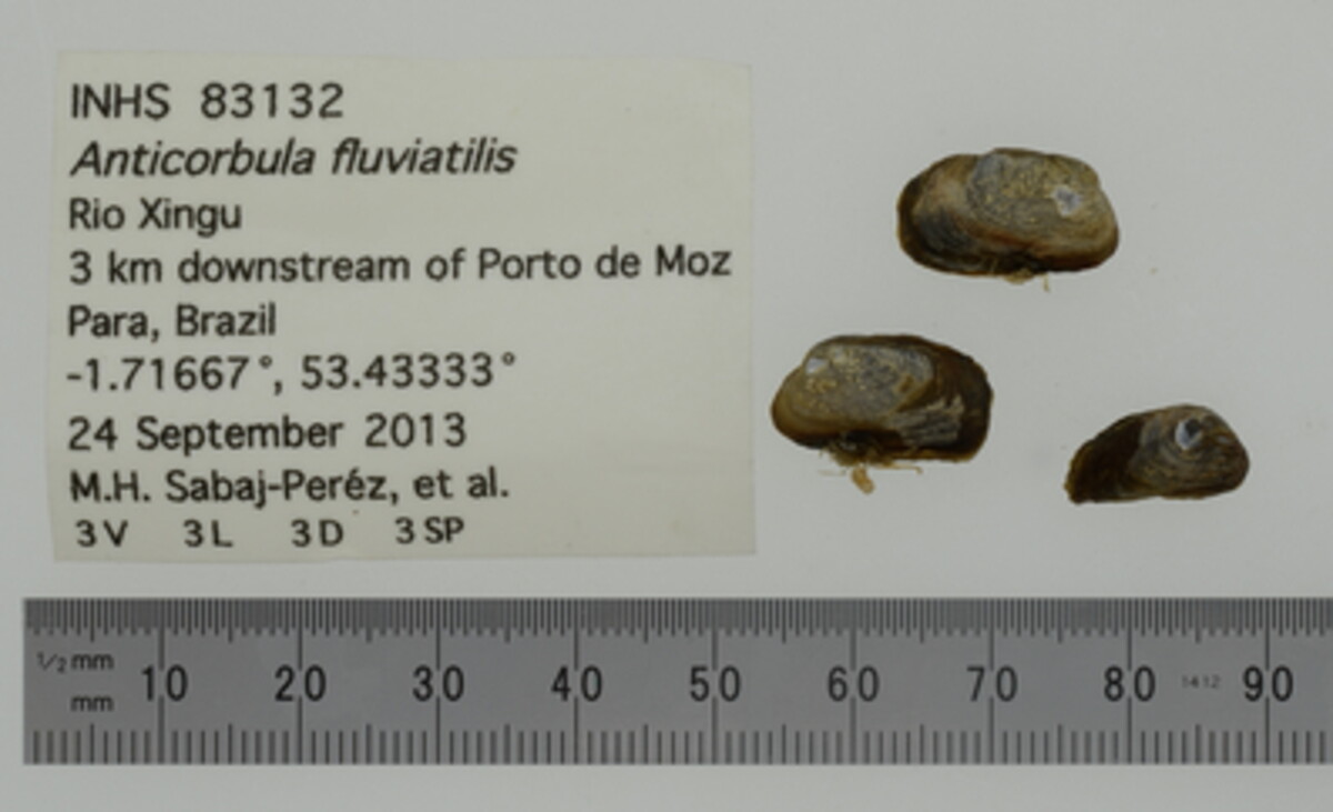 Anticorbula fluviatilis image