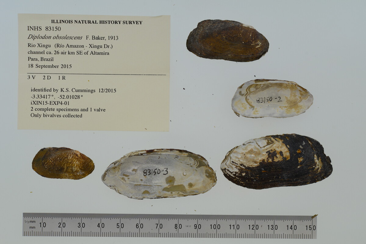 Hyriidae image