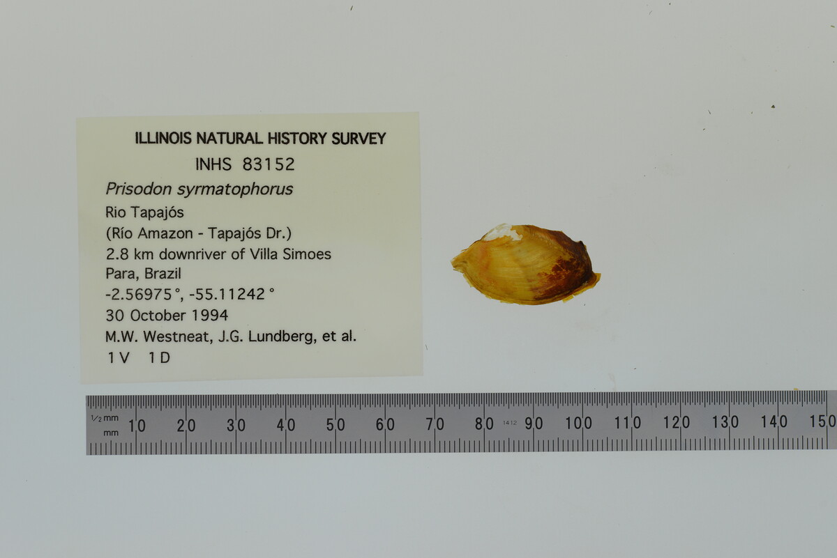 Prisodon syrmatophorus image