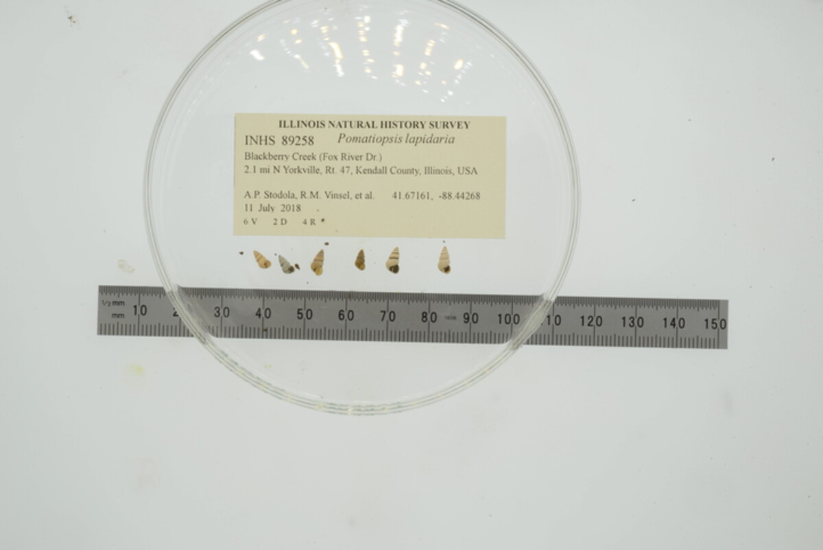 Pomatiopsis image