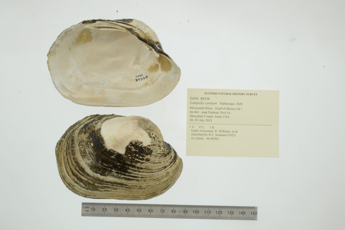 Lampsilis cardium image