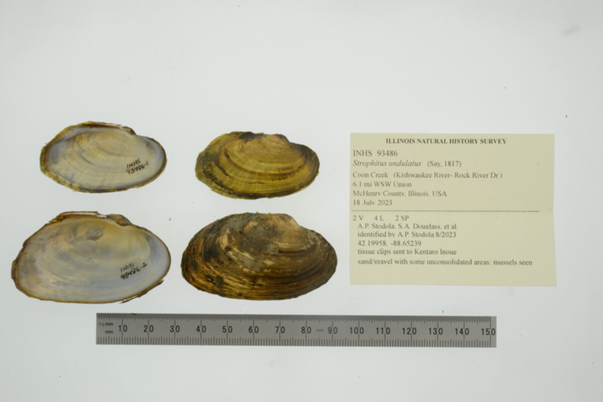 Strophitus undulatus image