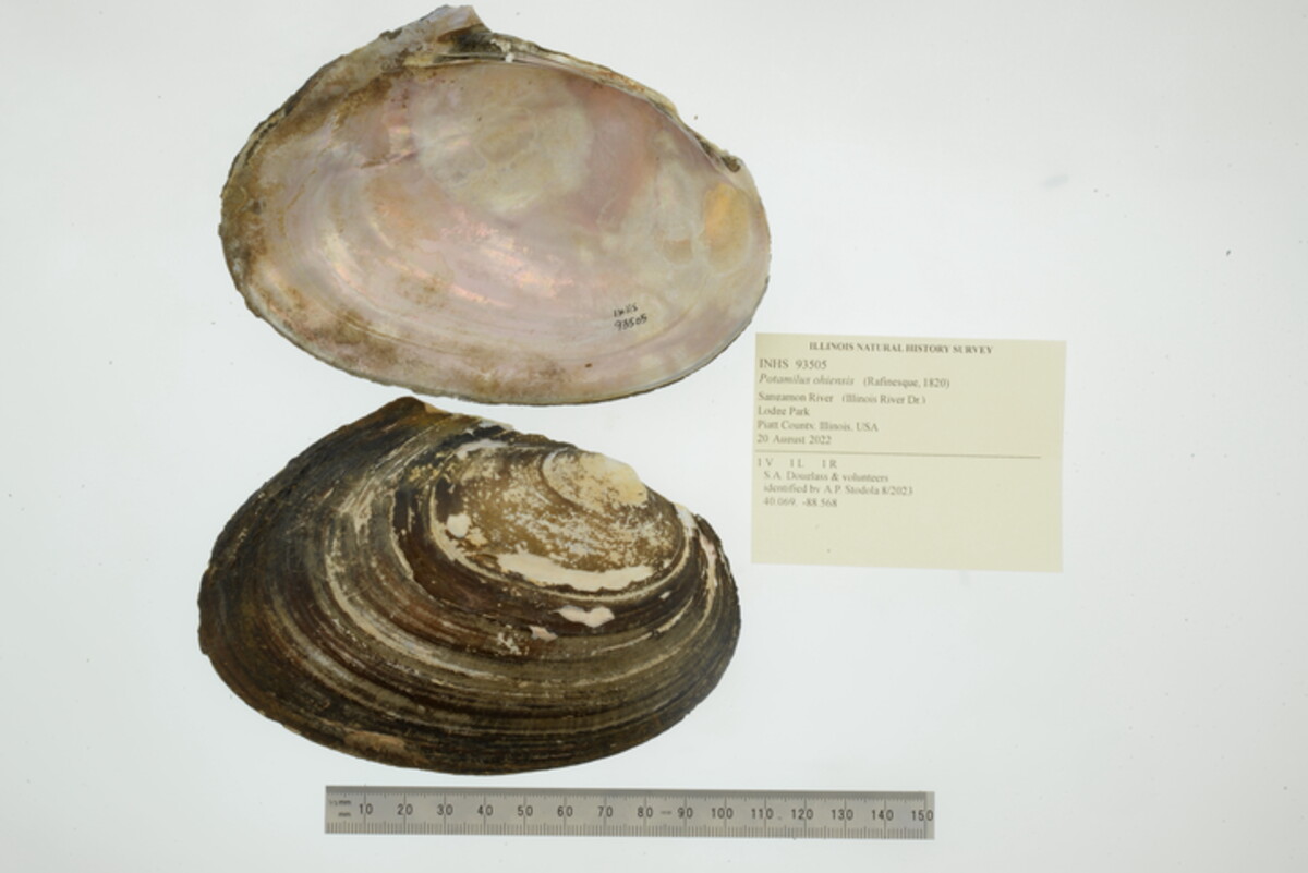 Potamilus ohiensis image