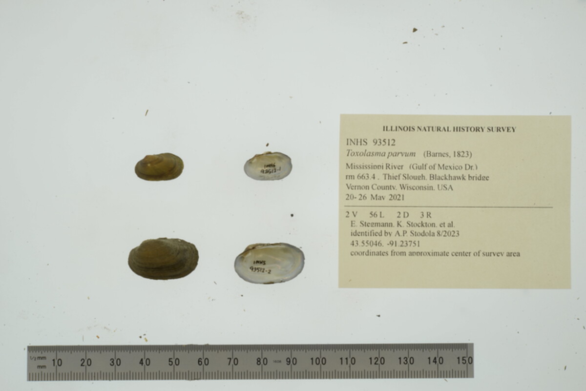 Toxolasma parvum image