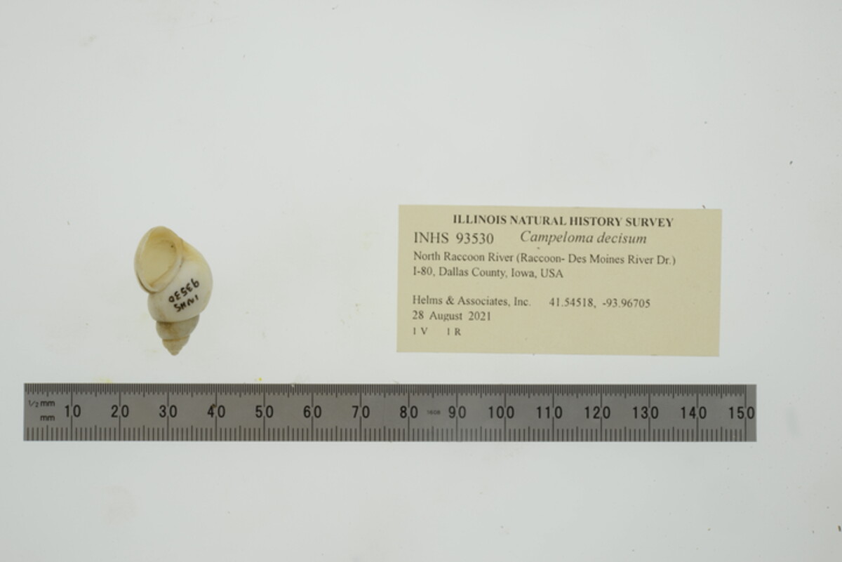 Campeloma decisum image