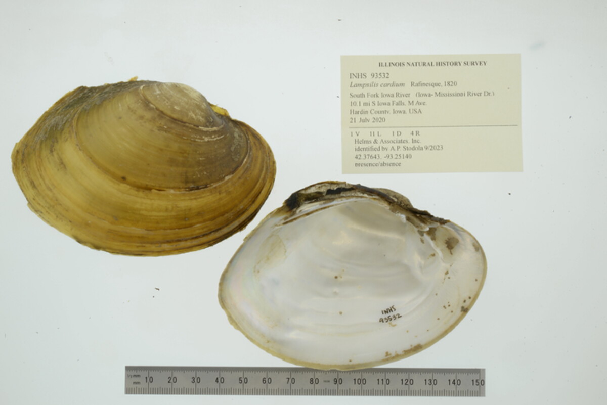 Lampsilis cardium image