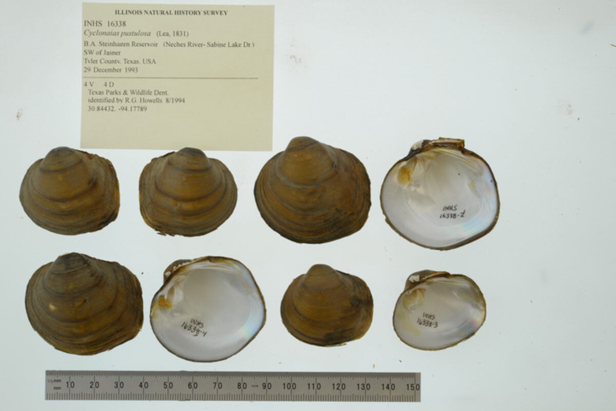 Cyclonaias pustulosa image